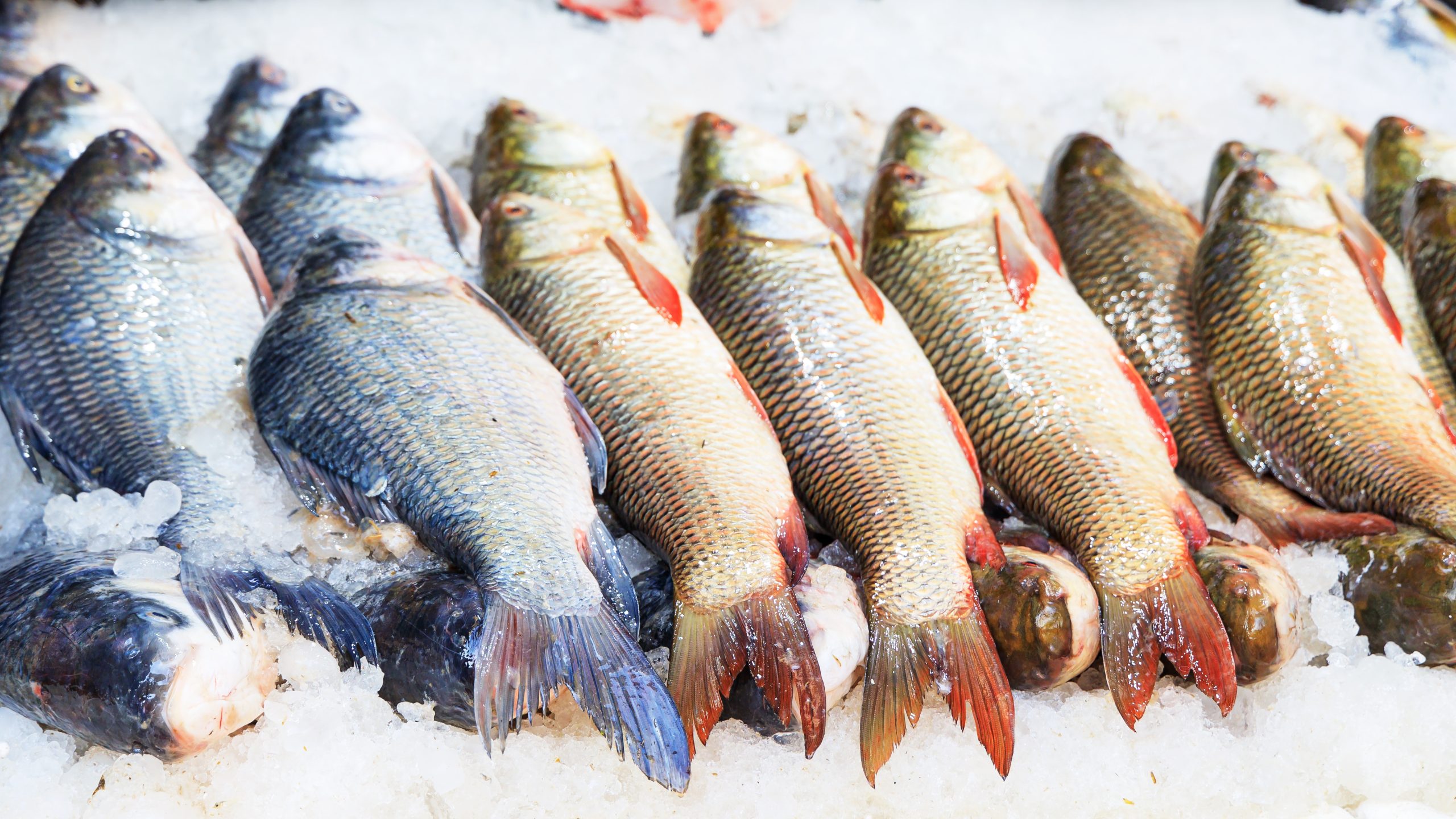 Pescado Comida Peru